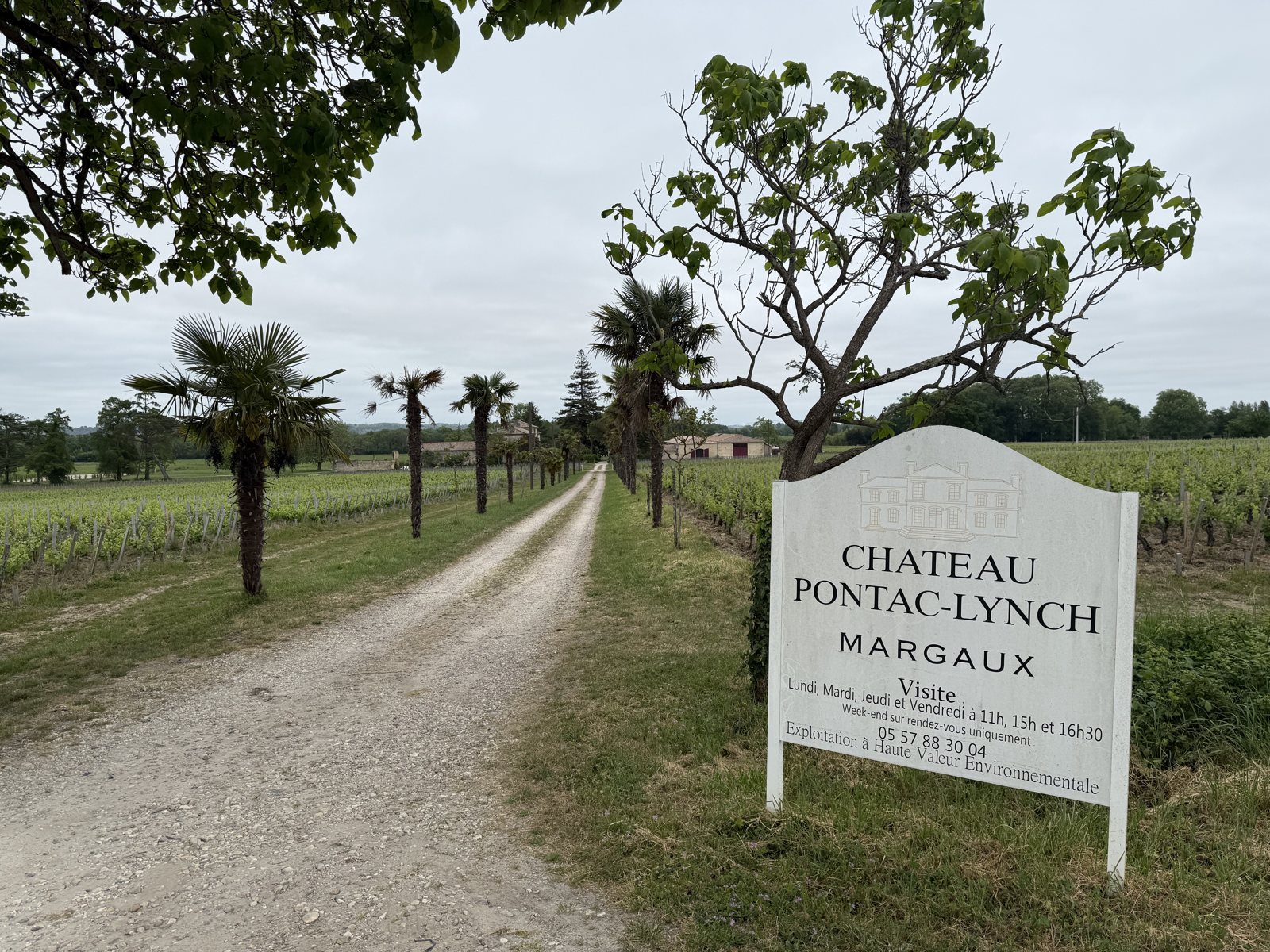 Track into the vines, Médoc