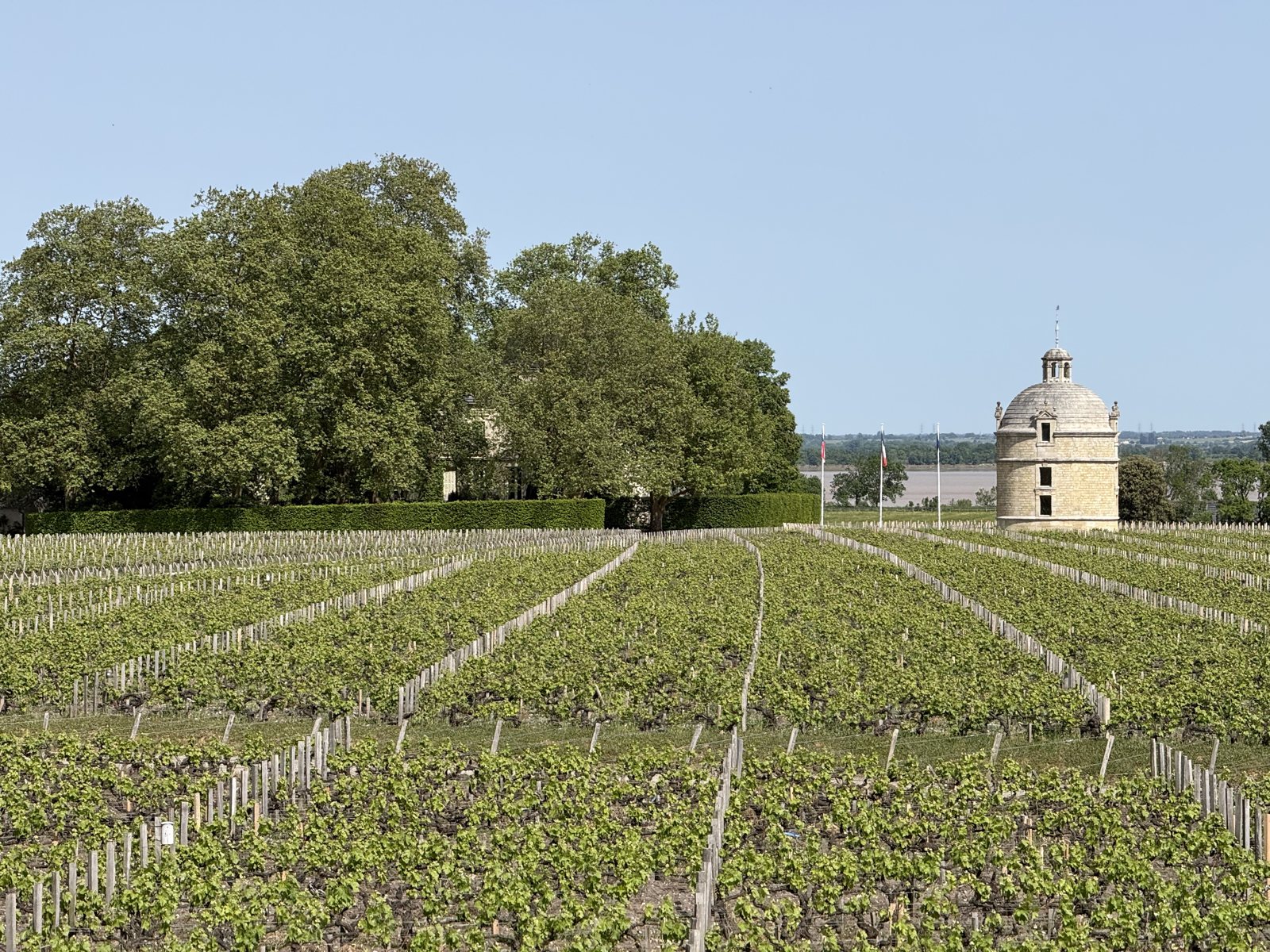 Vineyard in Pauillac with the tower of Château Latour