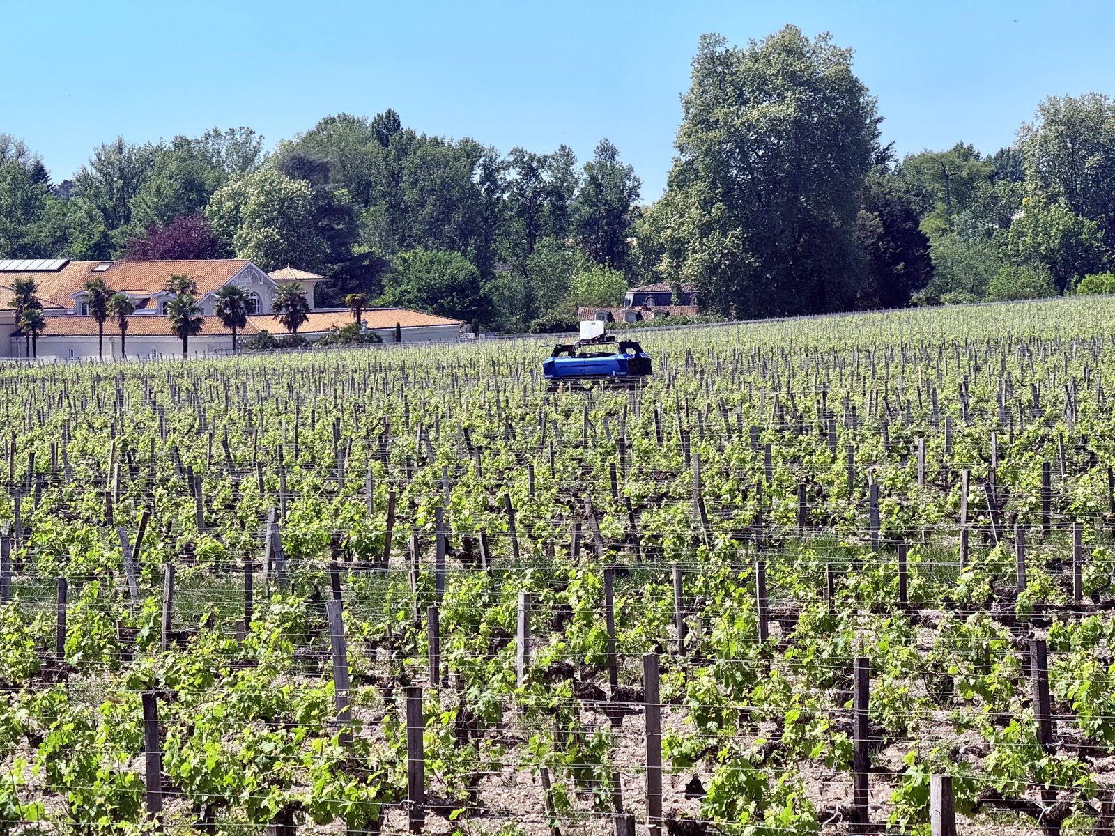 Vineyard and château in Pessac-Léognan