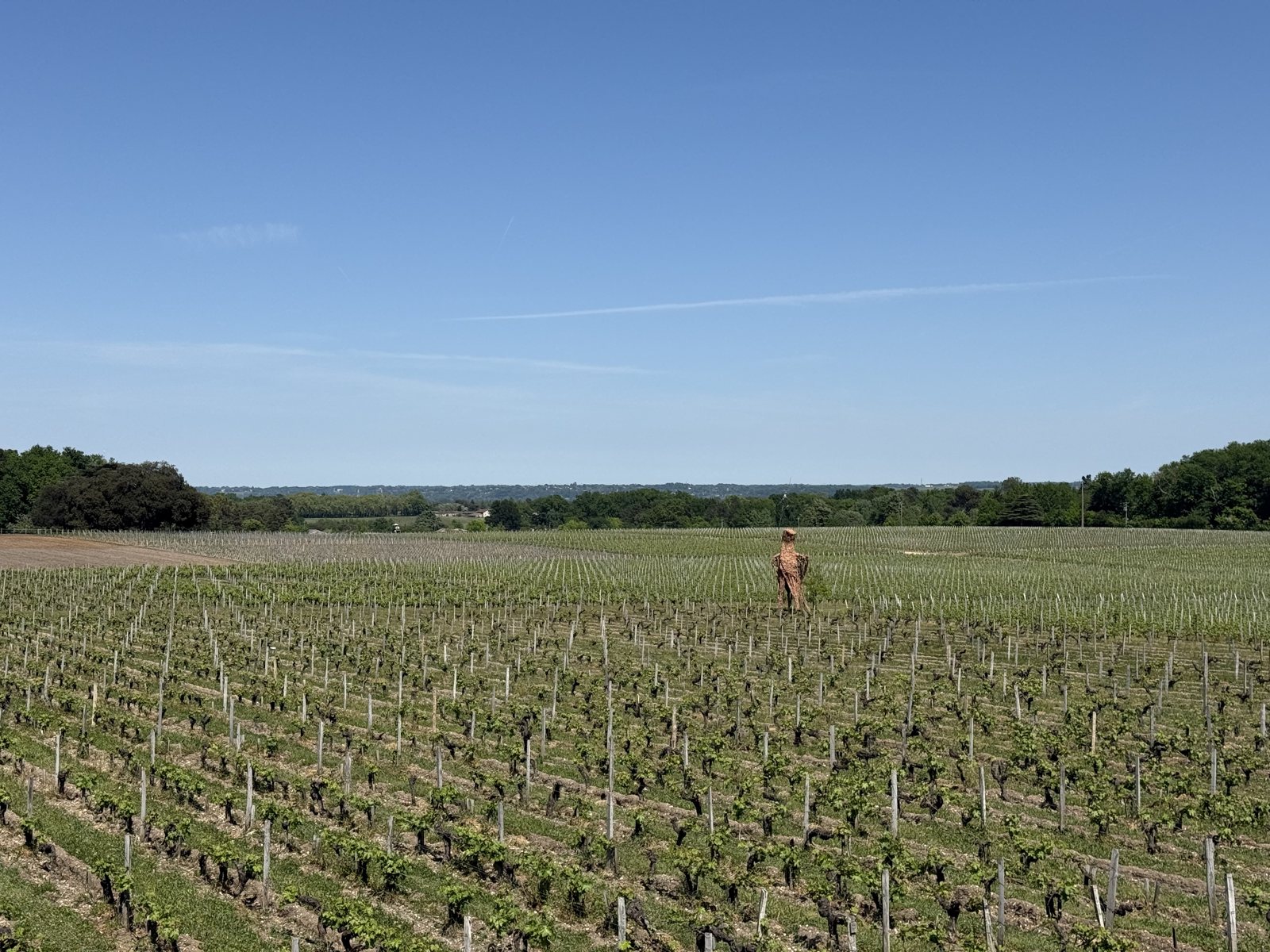 Open vineyard, Graves