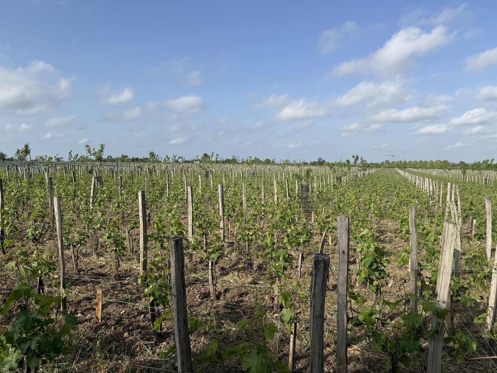 Vine rows, Pomerol