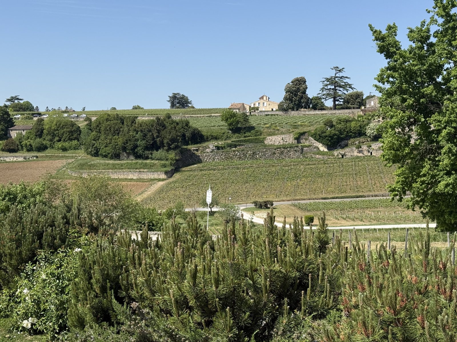 Vines and trees, Saint-Émilion