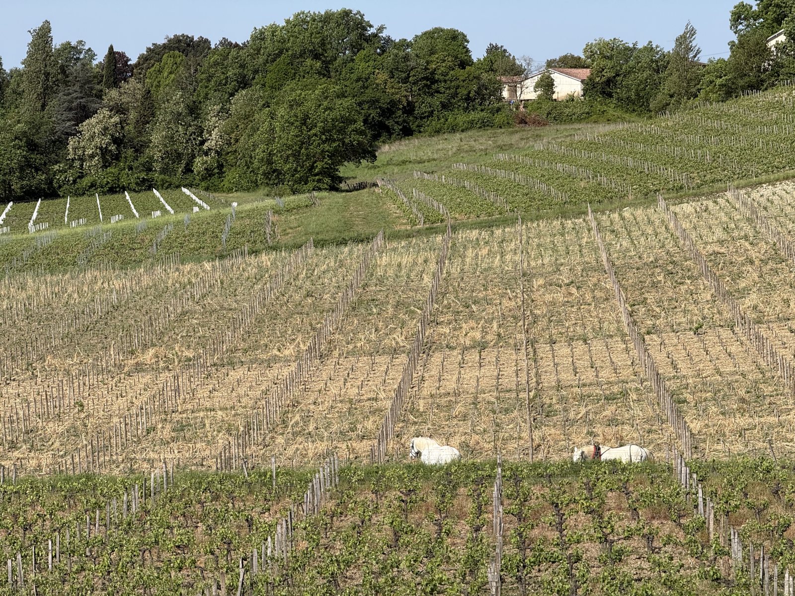 Vineyard, Saint-Émilion