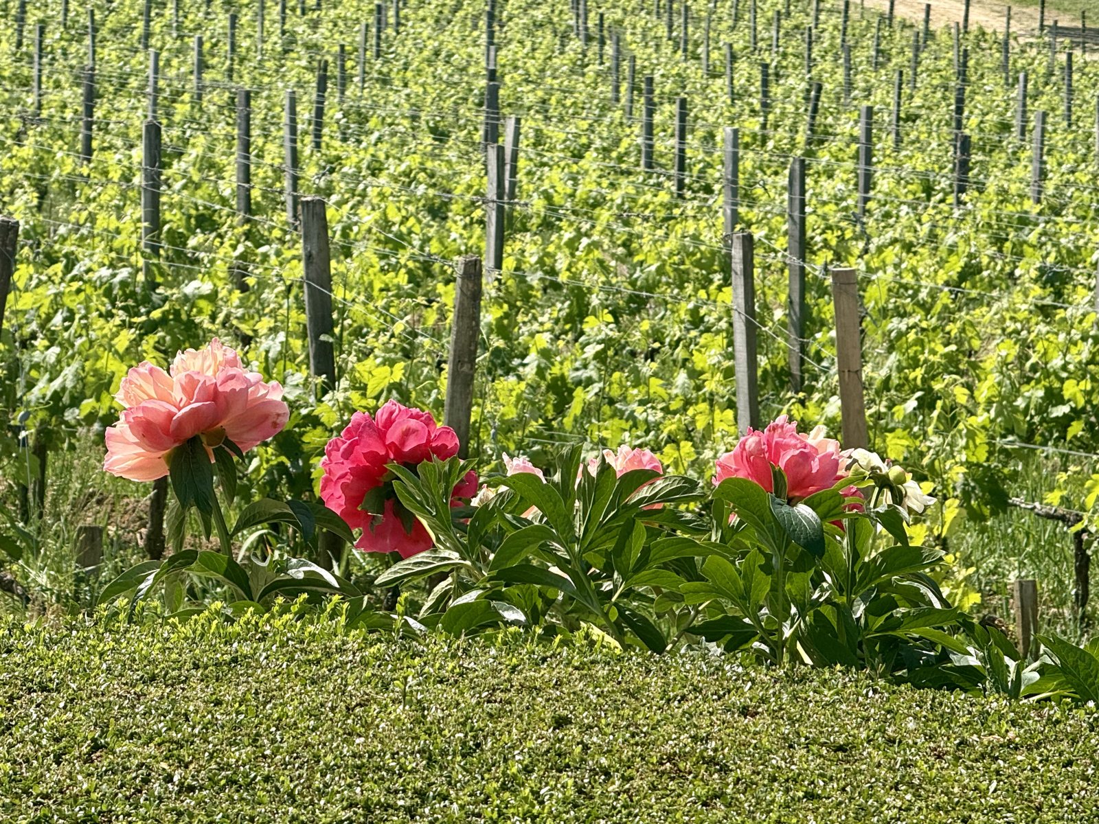 Peonies between the vine rows, Beau-Séjour Bécot